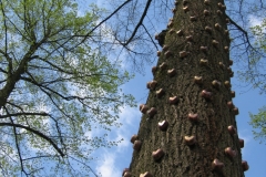 Els_van_der_Meulen_hartjeslinde_land art_http://www.cubra.nl/bomen/boomvandeweek/udenhouthartjeslinde/udenhouthartjeslinde.htm